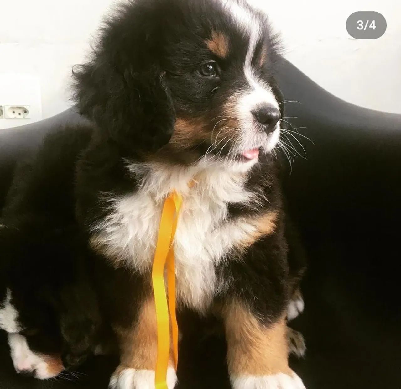 Bernese Mountain Pedigree e Microchip  - Foto 3