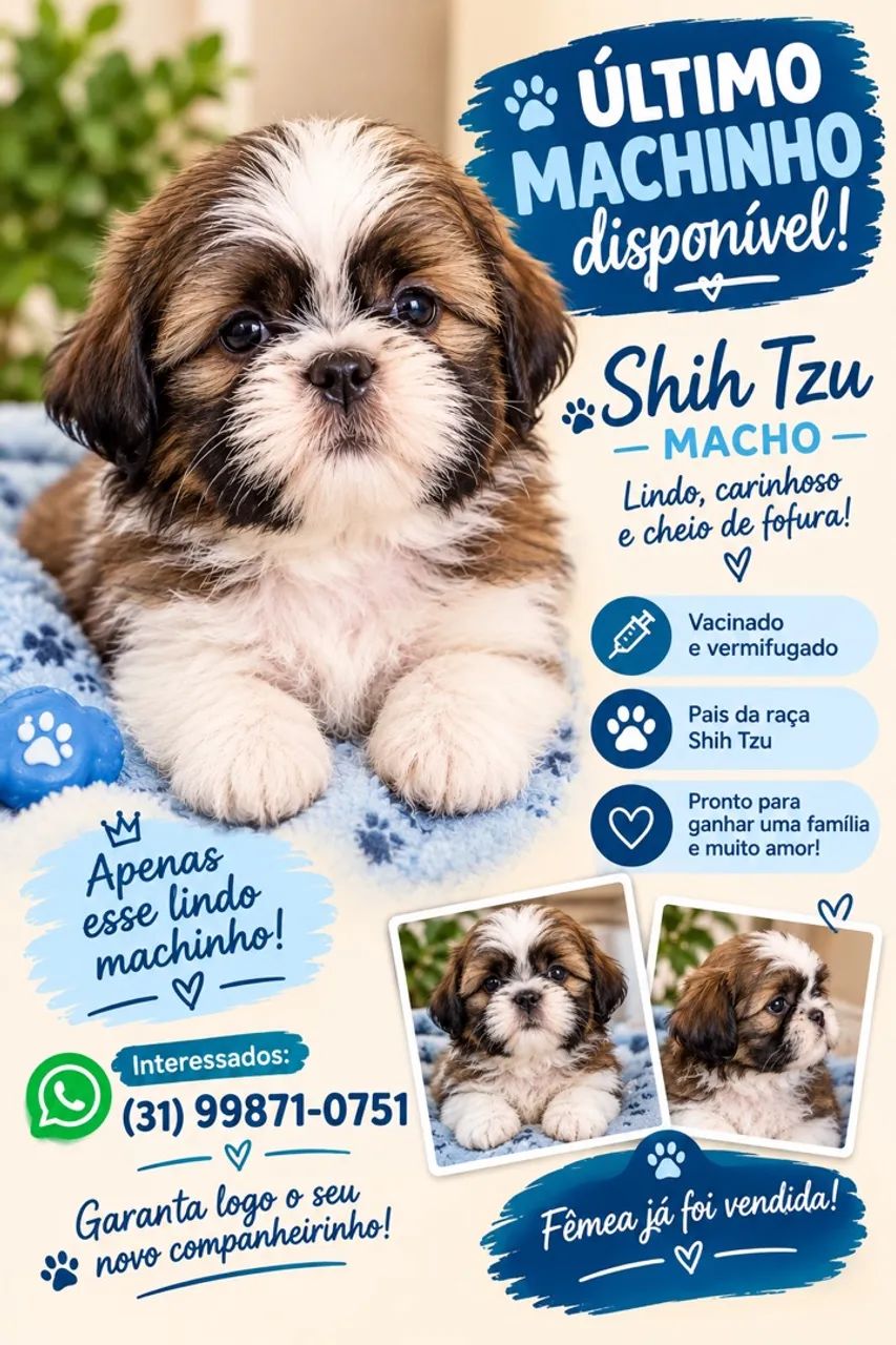 麻布Shizuhiページ Cachorro raça Shih Tzu - Cachorros - Matozinhos 1540029135 | OLX