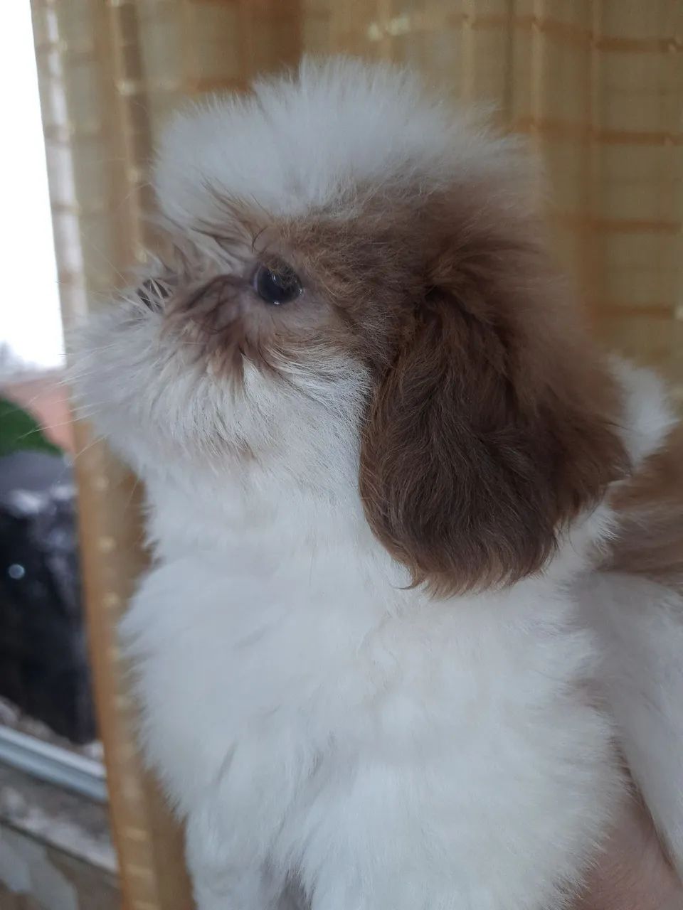 Shih Tzu Macho Fígado com Branco  - Foto 3