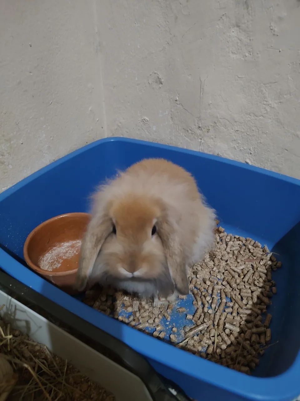 Coleção mini loop 