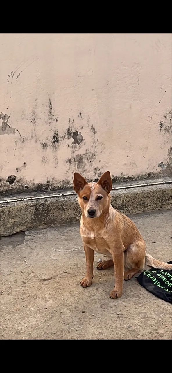 adoção cachorro Red Heller - Foto 2