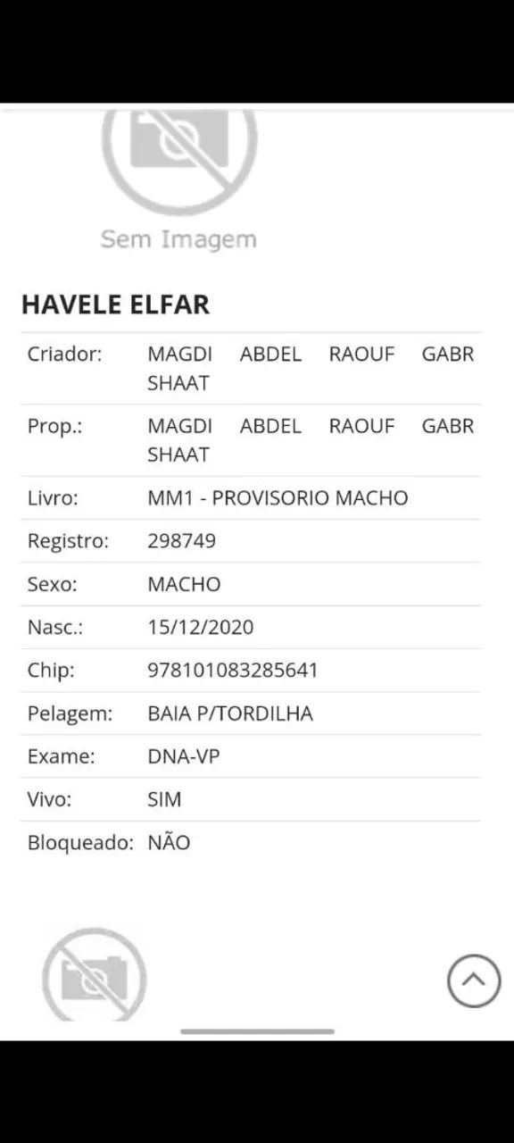Garanhão mángalarga marchador com registro provisório  - Foto 4