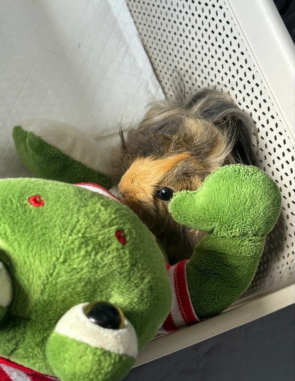 Porquinho da índia peruano  - Foto 2