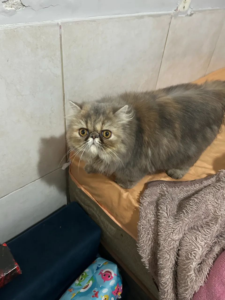 Doa-se gatinha persa  - Foto 3