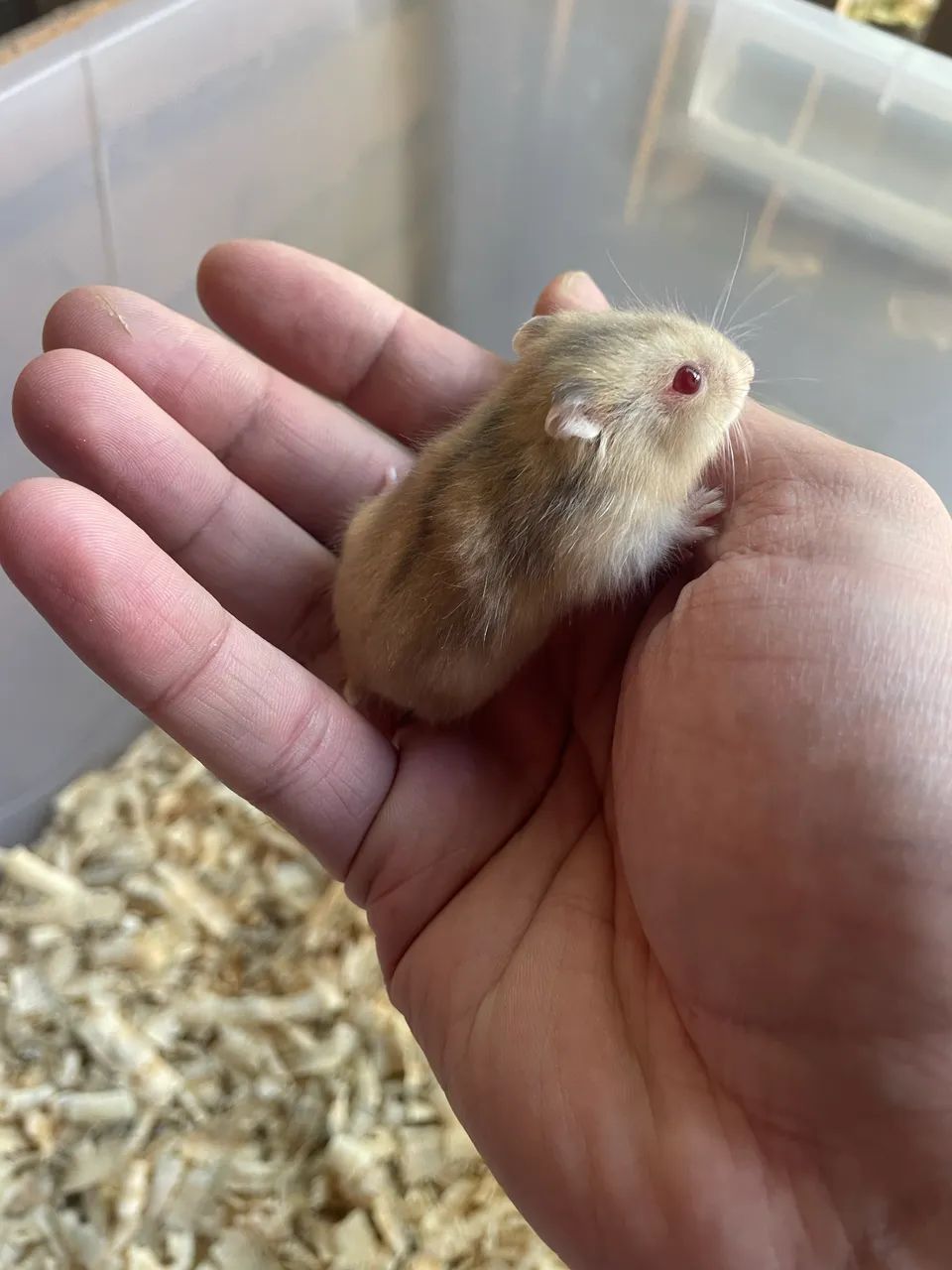 Hamster filhotes - Foto 6
