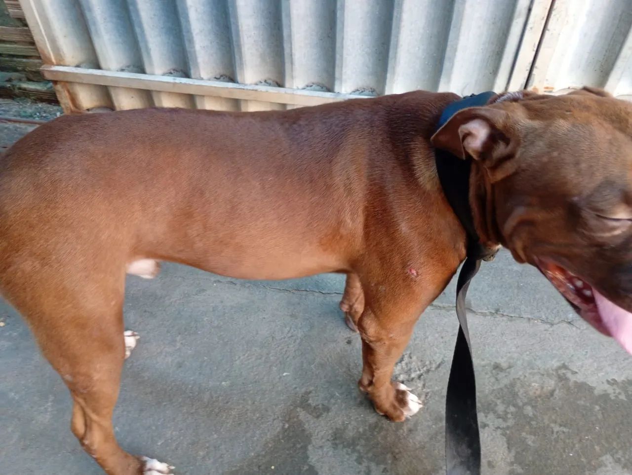 Vende-se dois Pitbull de 10 meses  - Foto 2