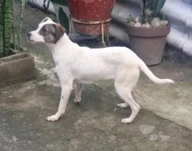 Doação cachorrinha  - Foto 2