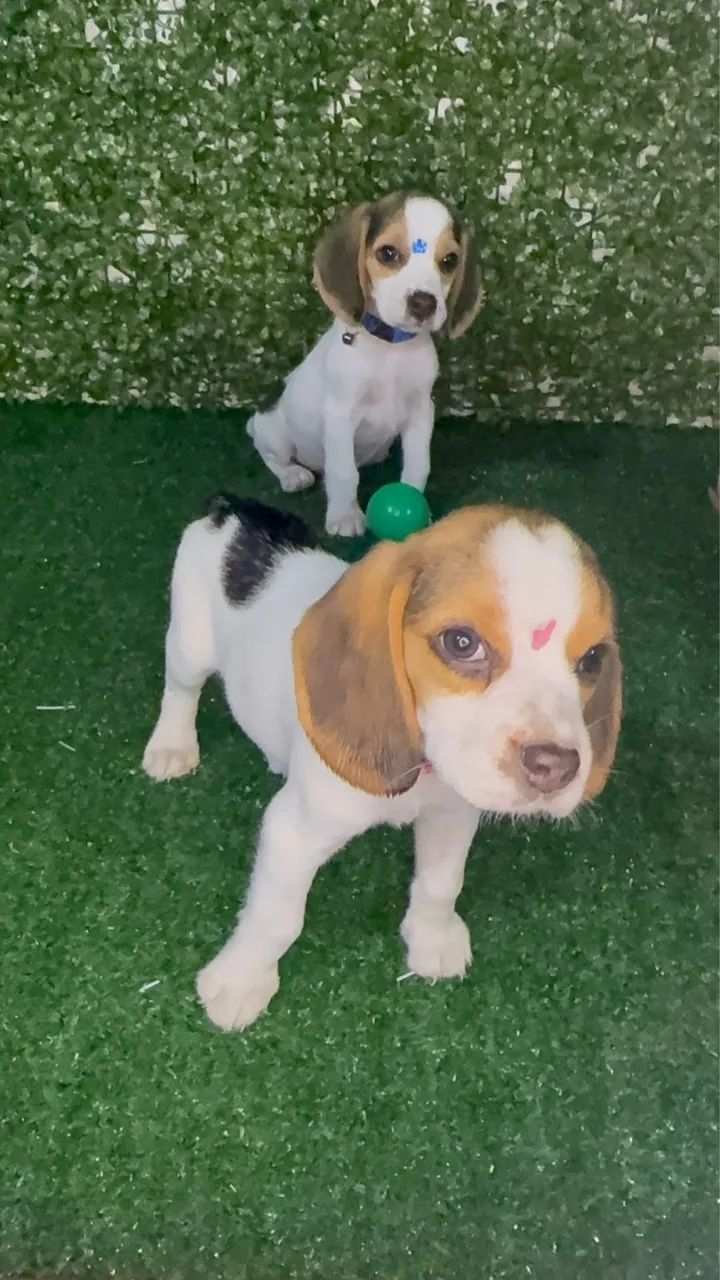 Filhote Beagle - Foto 3