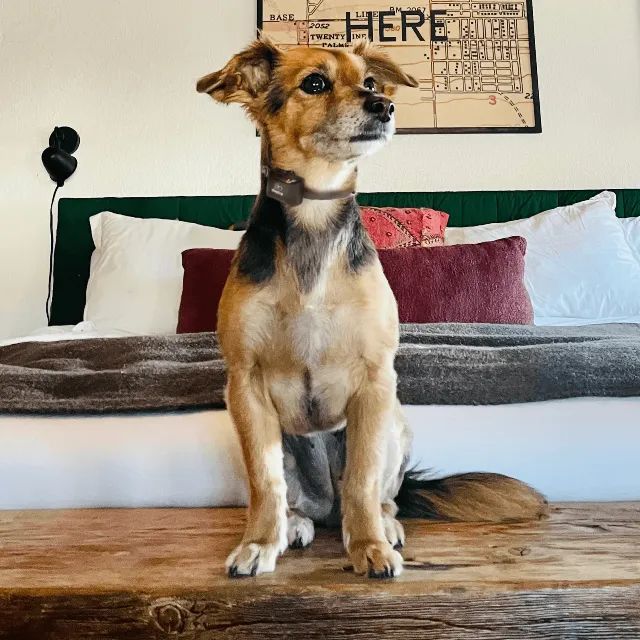 Coleira de Adestramento Dogtra YS300 Original Recarregável - Foto 4