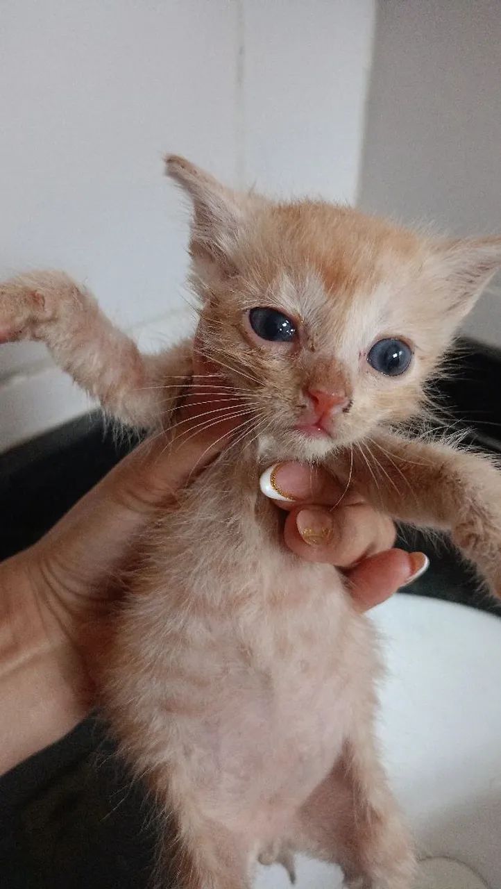 Gatos  - Foto 5