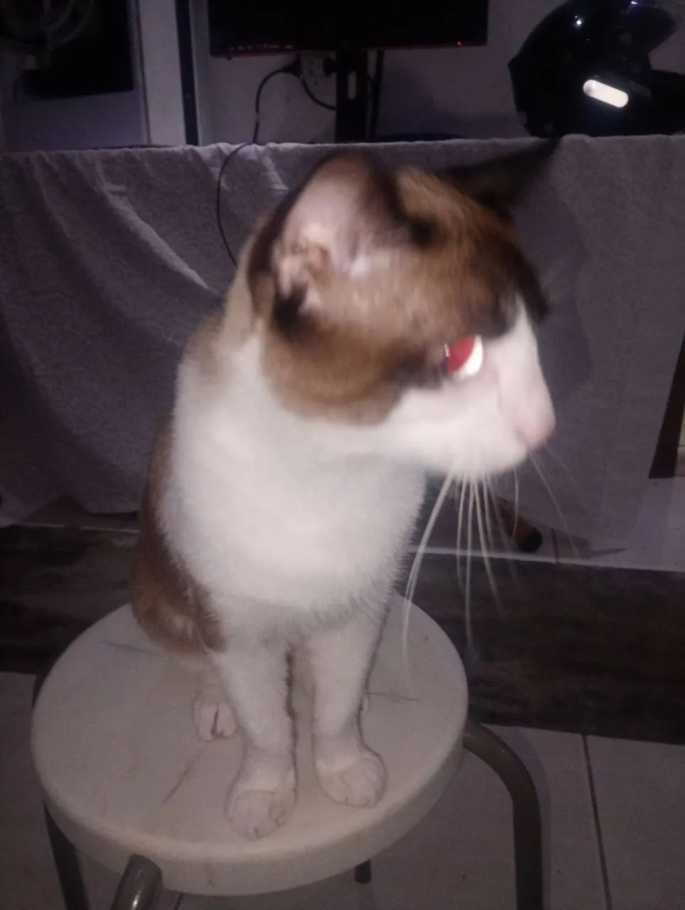 Gato - Foto 5