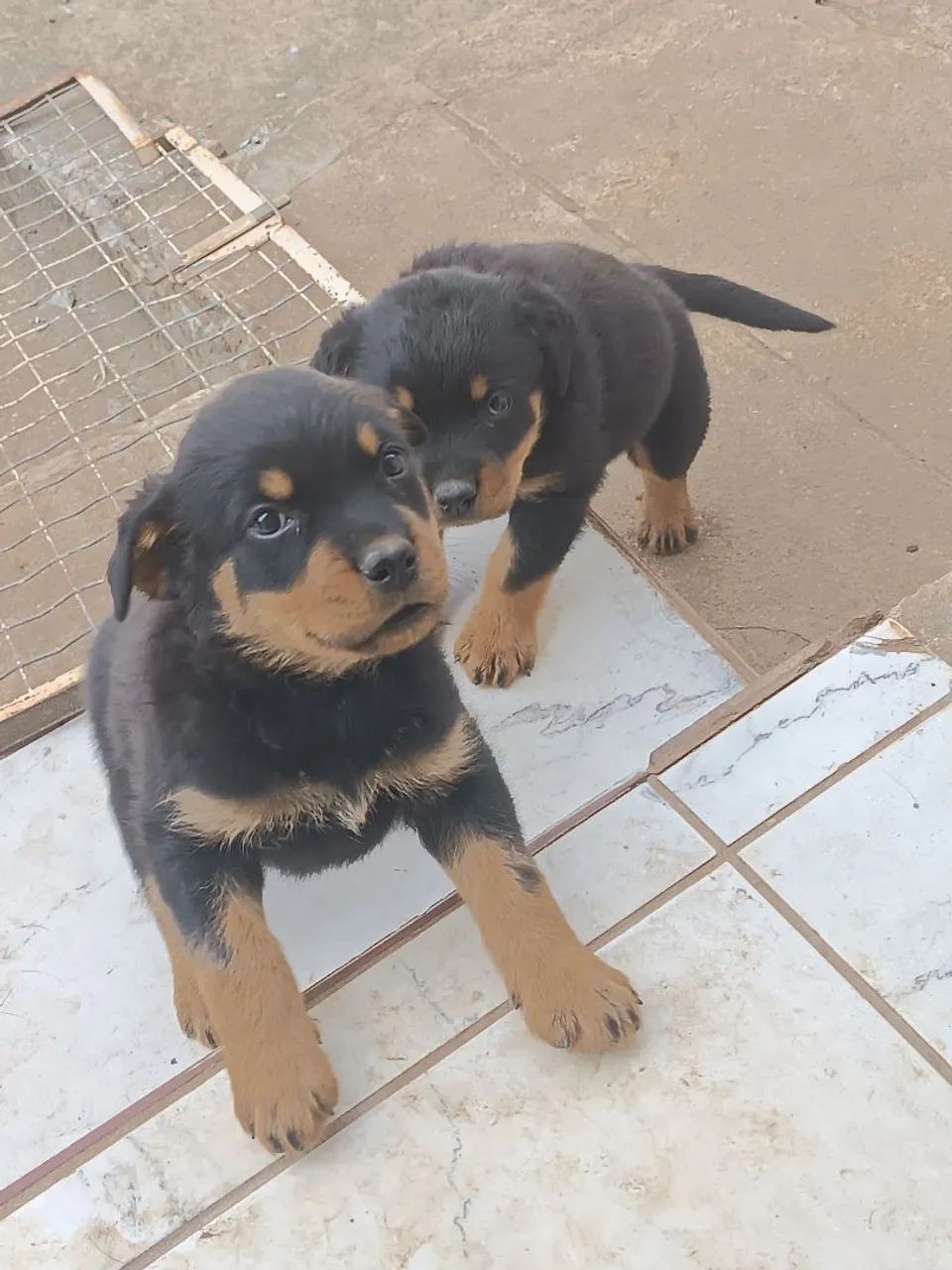 Filhotes de Rottweiler  - Foto 5