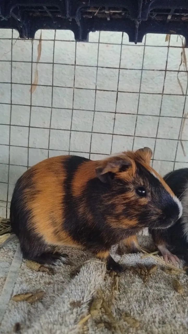 Lindos Filhotes de Porquinho-da-índia Machos - 2 Meses