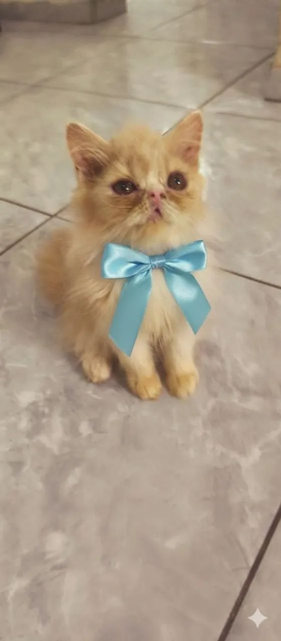 Disponível filhotinho de persa (peke-face) - Foto 2