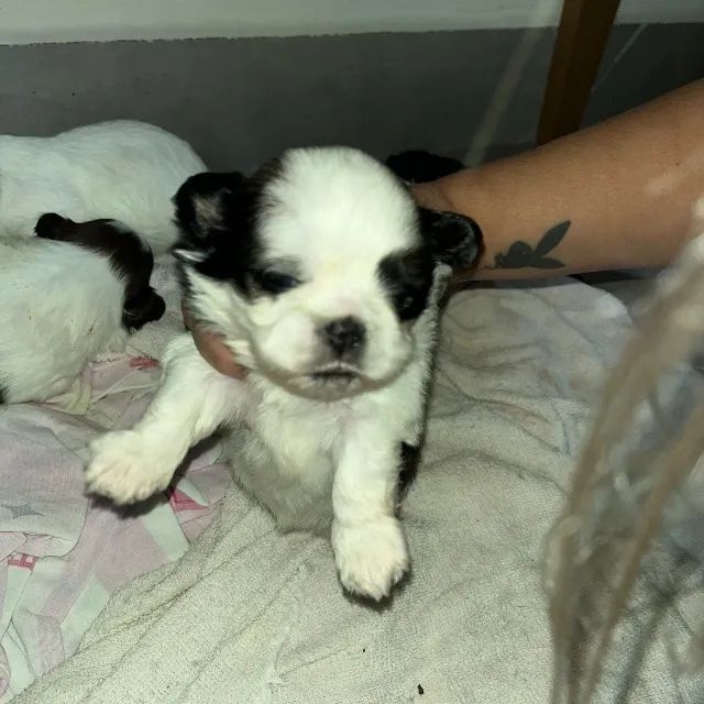 Lindos filhotes de shitzu mini disponíveis  - Foto 2