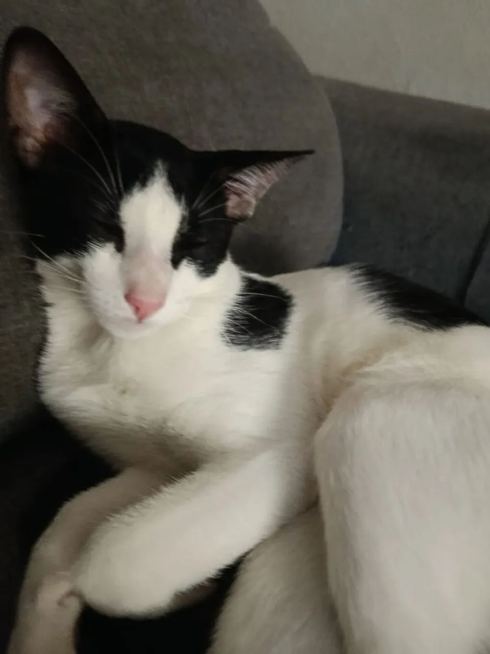Doação de gato 