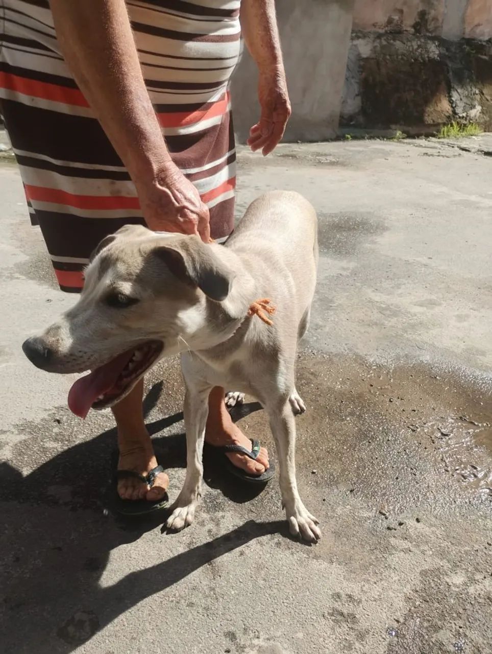 Cachorra viralata  - Foto 3