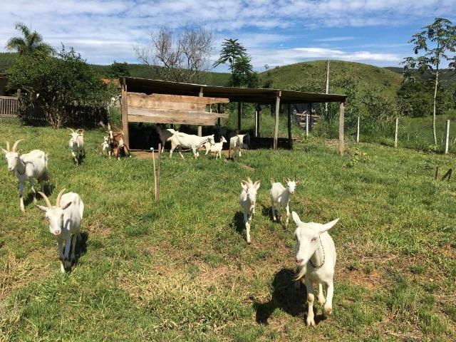 Sítio em Silveiras, para venda ou locação (temporadas ou não) com piscina e muito verde - Foto 14