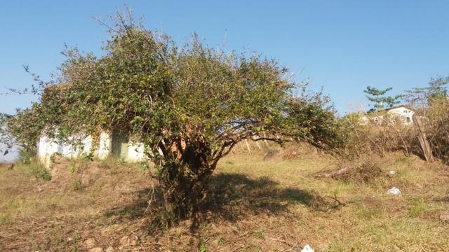 Ótimo chácara de 1500 m², com energia , a 300 m de Mandacaru-PE - Foto 8