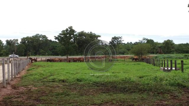 Fazenda 200 hectares na beirada br 070 - Foto 16