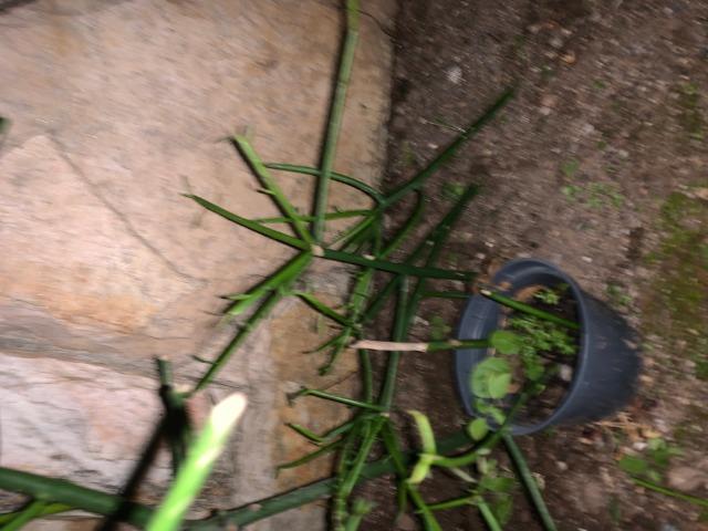 Vendo Mudas de Aveloz -mata o câncerR$ 100 - Foto 2
