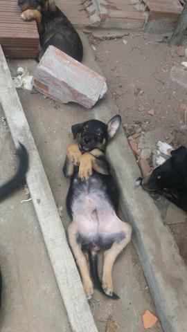 Doação cães vira lata - Foto 4