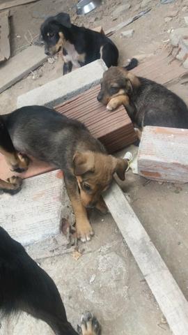 Doação cães vira lata - Foto 5