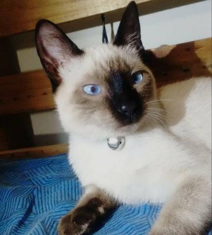 Gata siamesa para doação