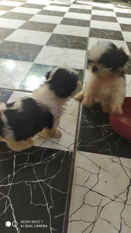 Shih Tzu - Foto 3