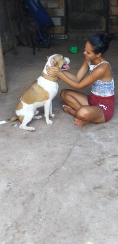 Pitbull - Foto 2