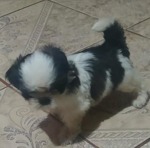 Shih Tzu - Foto 2