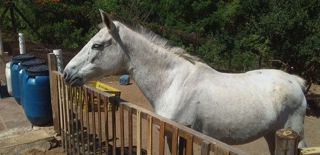 Cavalo - Foto 2