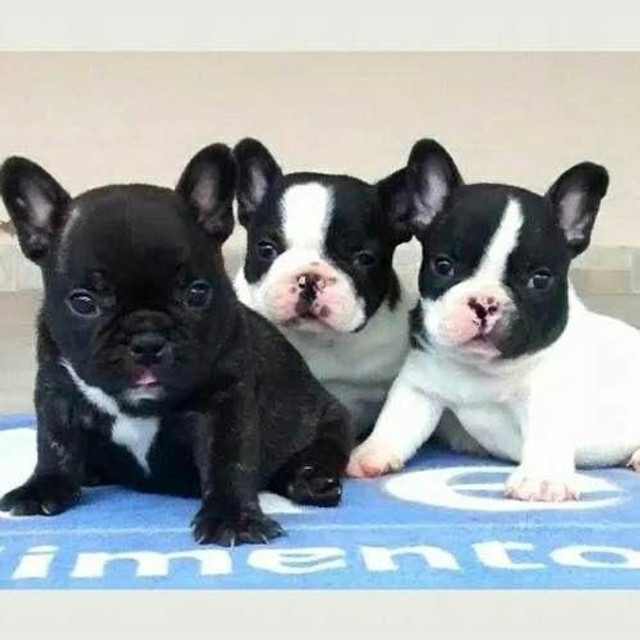 Para alegrar seu dia filhote de Bulldog Francês disponível - Foto 2