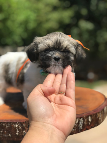 Lindo machinho de lhasa apso qualidade total