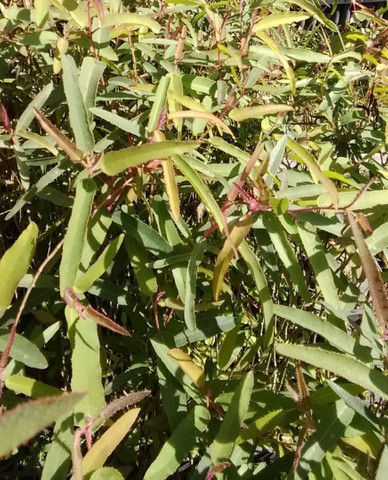 Mudas de Eucalipto Citriodora - Foto 2