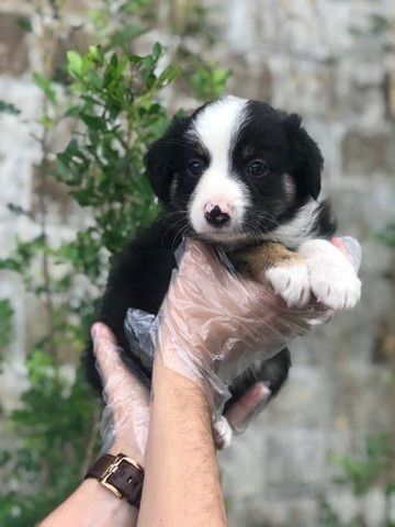 Para alegrar seu dia filhote de Border Collie disponível - Foto 3
