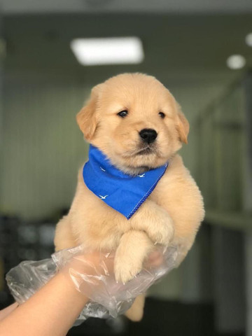 Para alegrar seu dia filhote de Golden Retriever disponível - Foto 3
