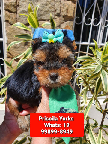 Yorkshire Terrier maravilhosos filhotes - Foto 4