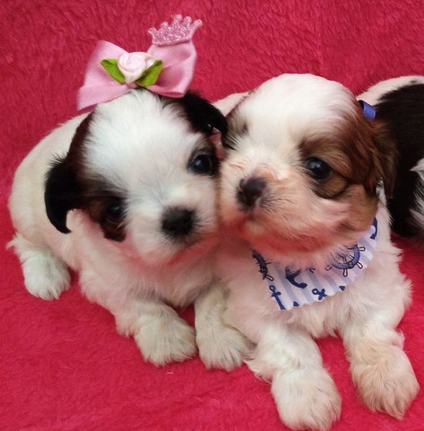 Shih Tzu Filhotes com Pedigree