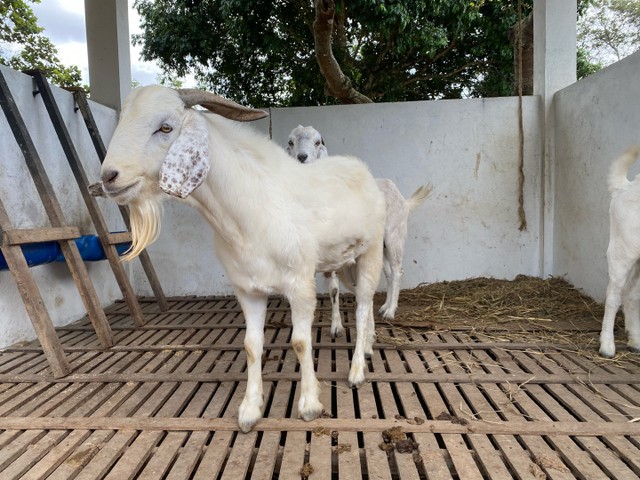 Bode e cabras raça Savana Registrados (1macho e 2 fêmeas)