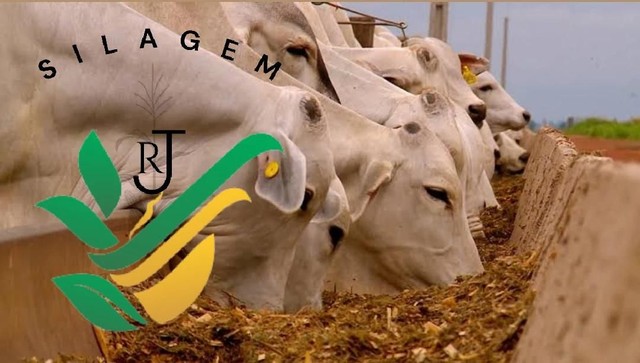 Silagem de milho  - Foto 3
