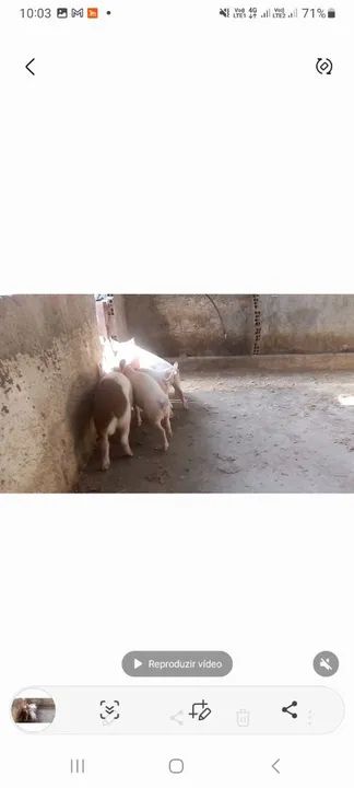 Carne suino porco  - Foto 4