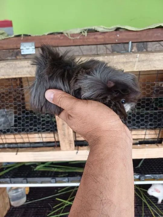 Porquinho da Índia preto e branco - Foto 2