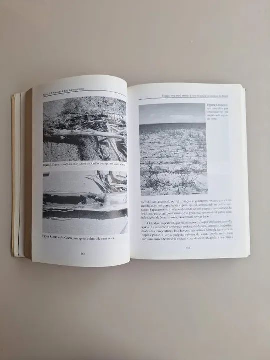 Cupins - O Desafio do Conhecimento - Foto 4