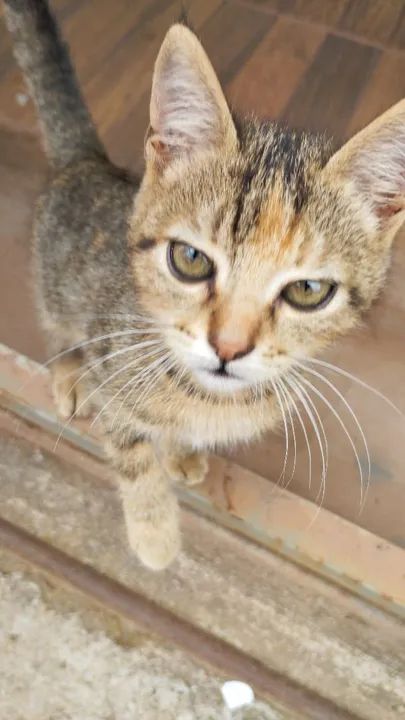 Gatinha disponível para adoção - Foto 3