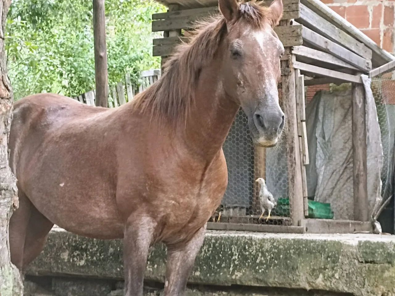 Cavalo Mangalarga Marcha picada para venda - Foto 2