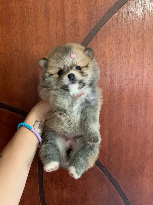 Spitz alemão anao - Lulu da pomerania  - Foto 4