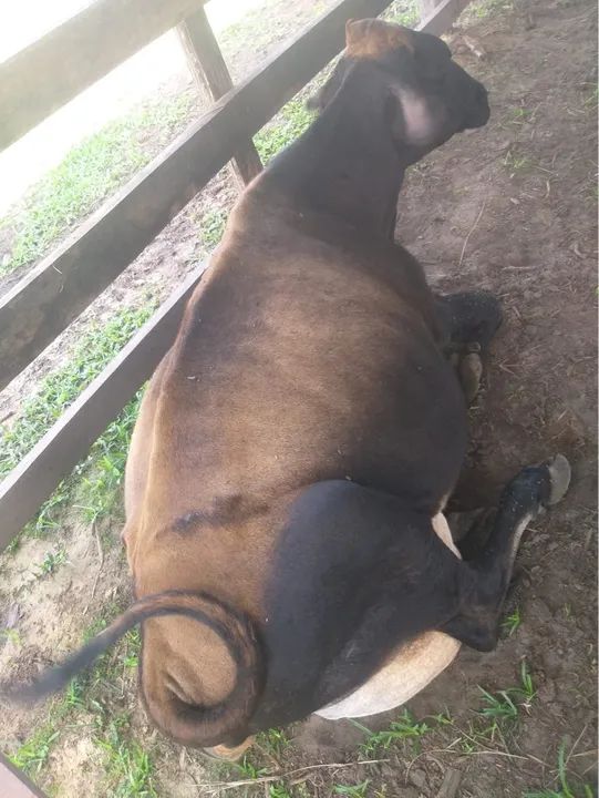 Três mini vacas para venda e um mini touro 