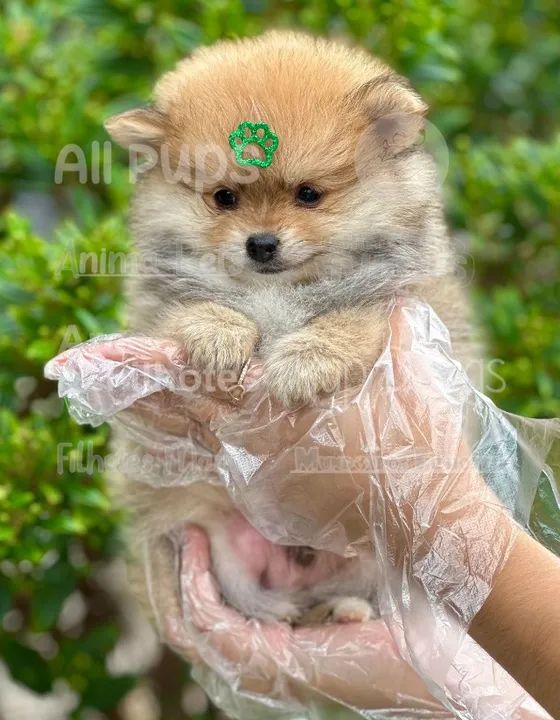 spitz alemão, fofos, espertos e meigos 