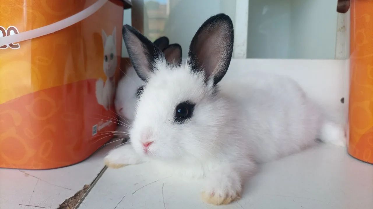 Vendo filhotes de coelhos mini Lion  - Foto 6